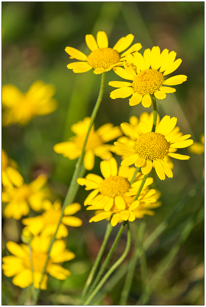 386 Gelbe Blüten in Abendsonne