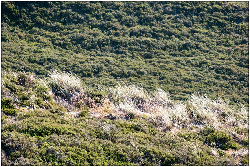 391 Sylt – Jensmettenberg XI