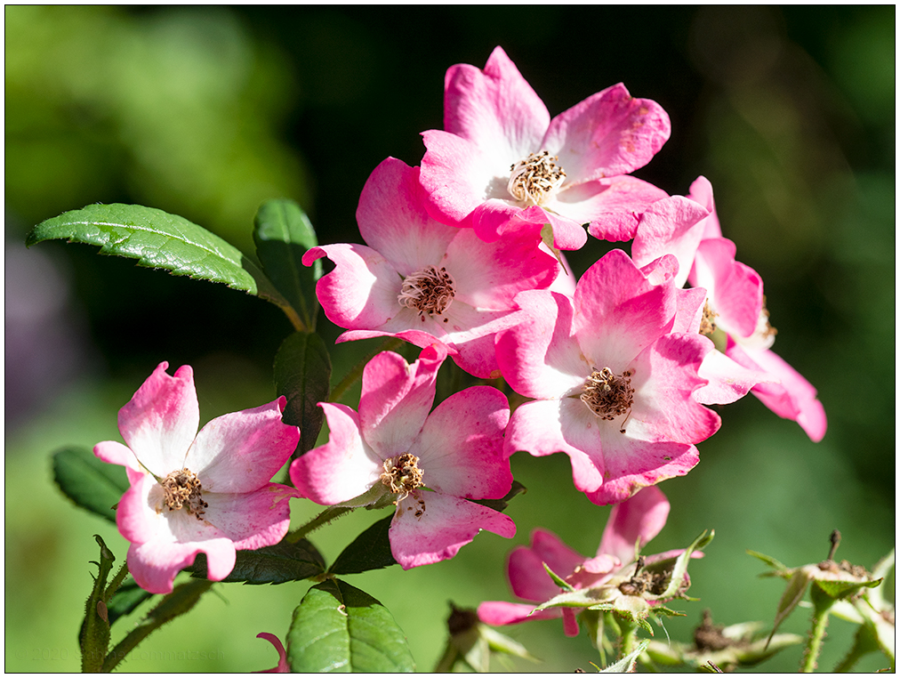 394 Mozart-Rose I