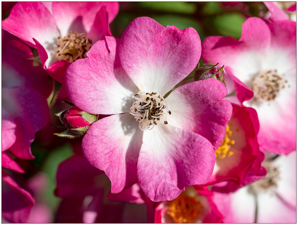 395 Mozart-Rose II
