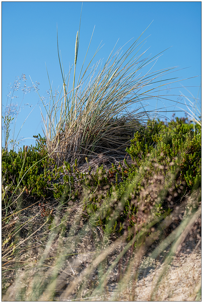 395 Sylt – Jensmettenberg XV