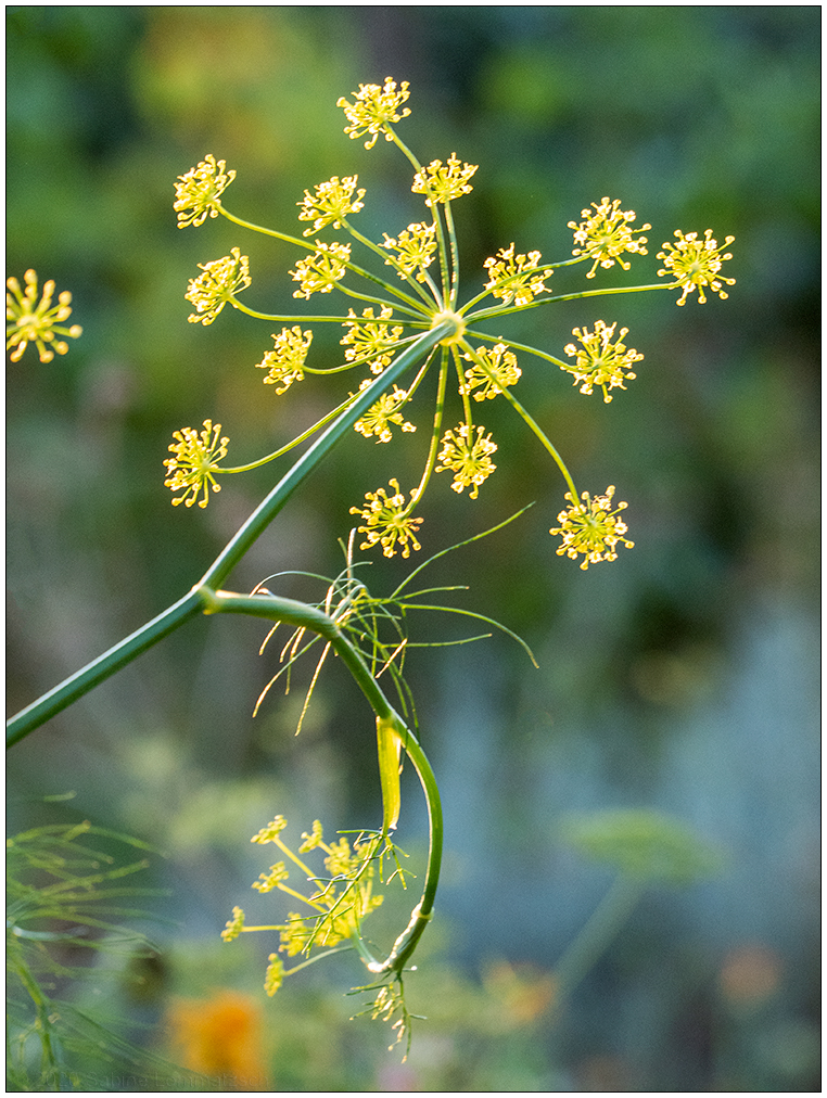 396 Dill oder Fenchel I
