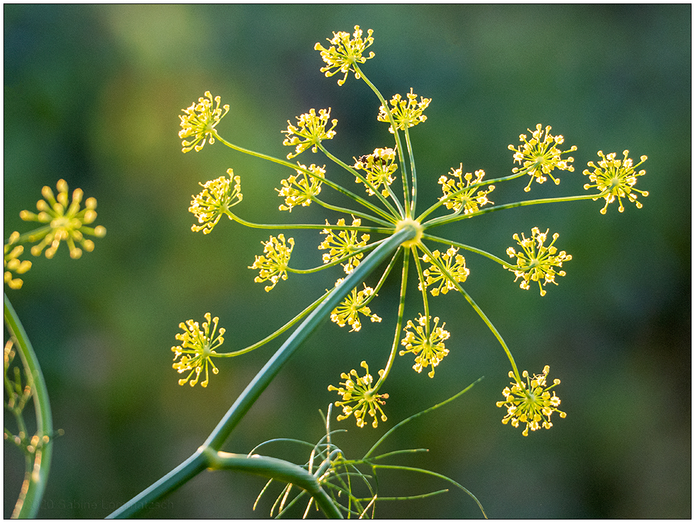 397 Dill oder Fenchel II