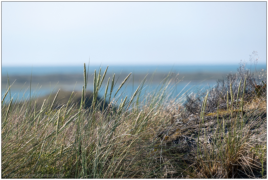 397 Sylt – Jensmettenberg XVII