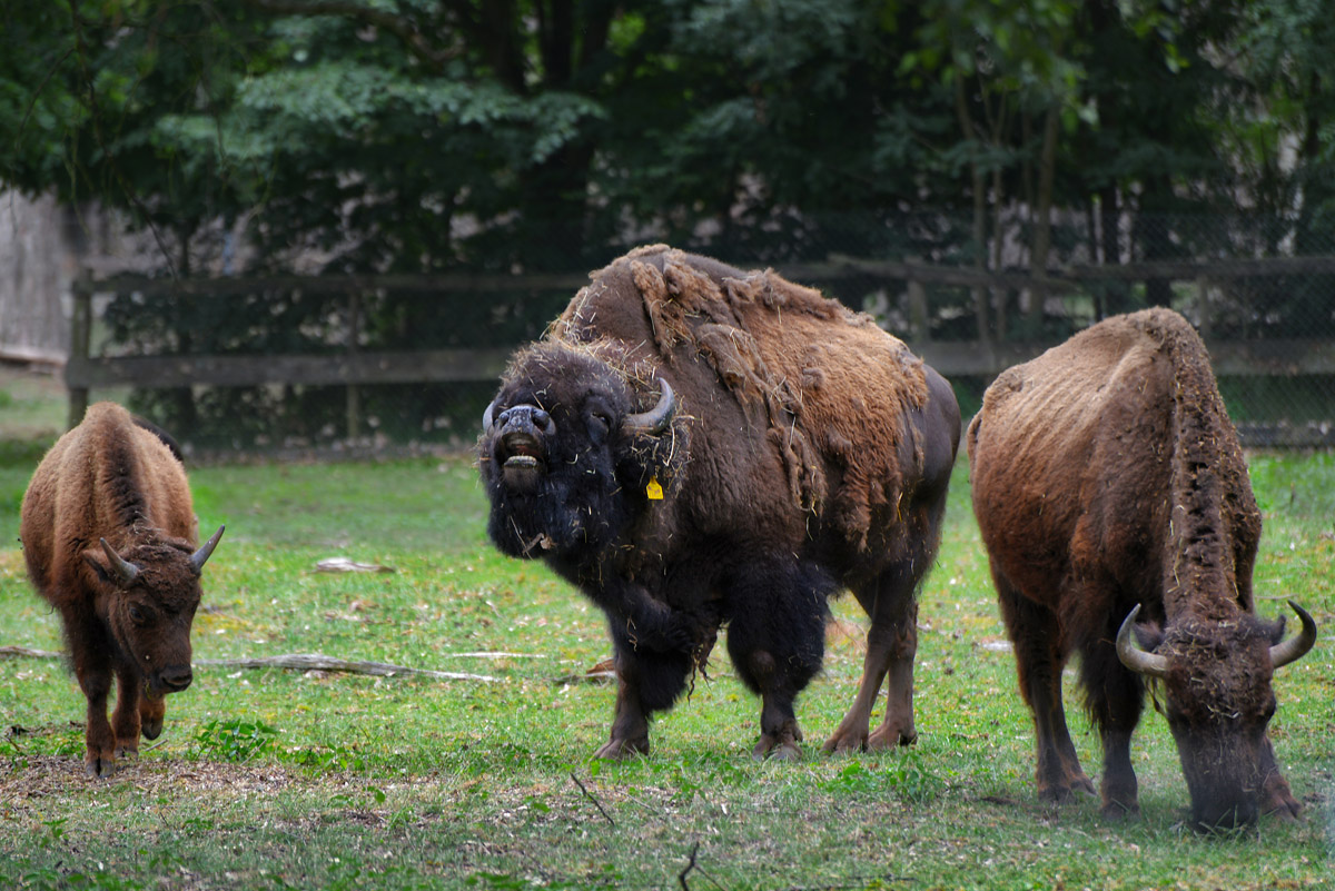 3_bisons.jpg