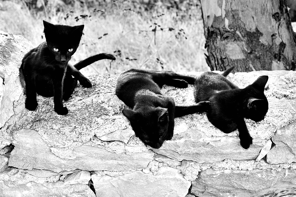 3cats
