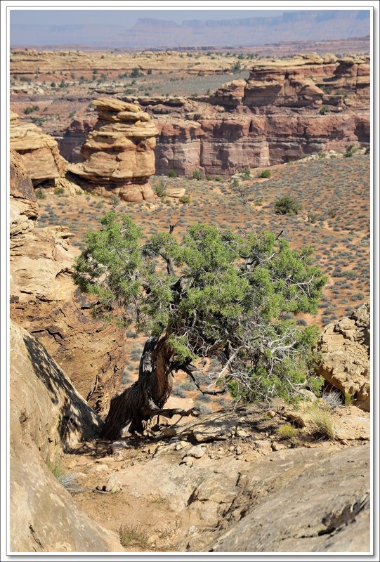 #40 Canyonlands NP Needles District
