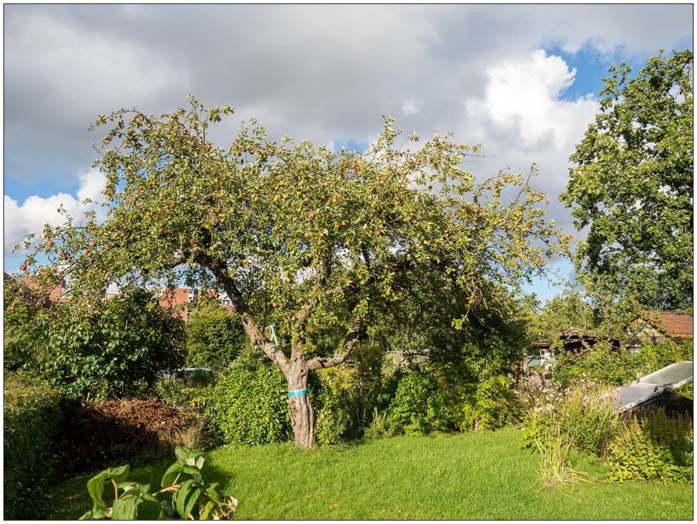 405 Apfelbaum mit Sonne und Wolken