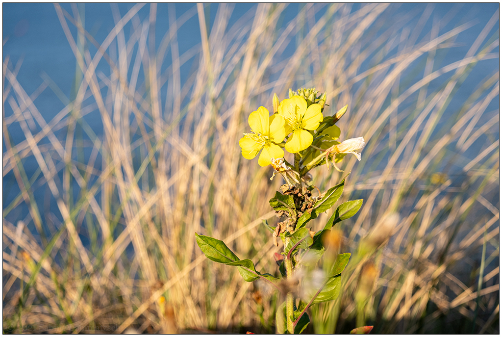 407 Sylt – List Blüte im Abendlicht