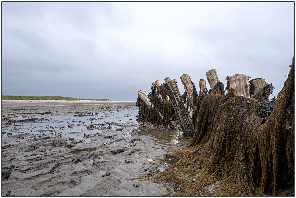 409 Sylt – Buhne im Watt bei Kampen