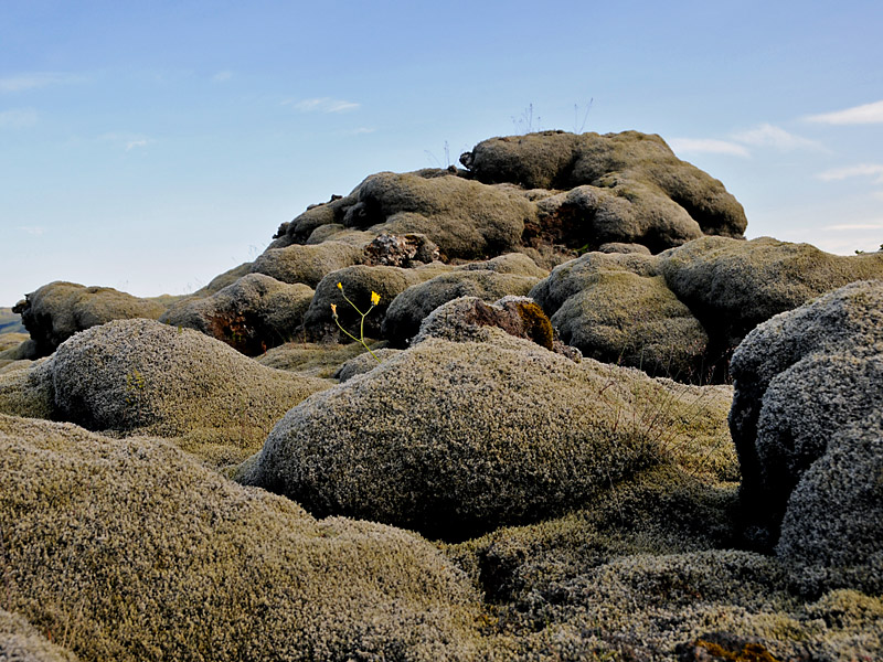 41 Myrdalssandur Gebiet