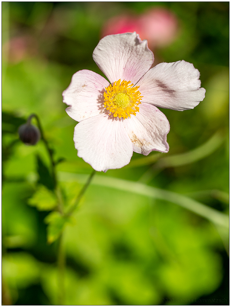 410 Anemone