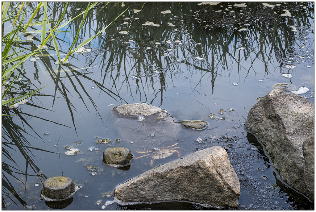 410 Sylt – Spaziergang an der Wattseite in Keitum VIII