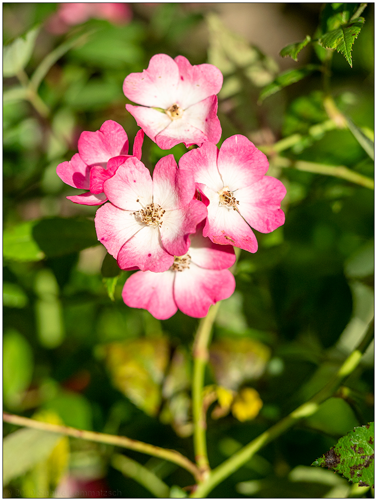 411 Blühende Rose Mozart