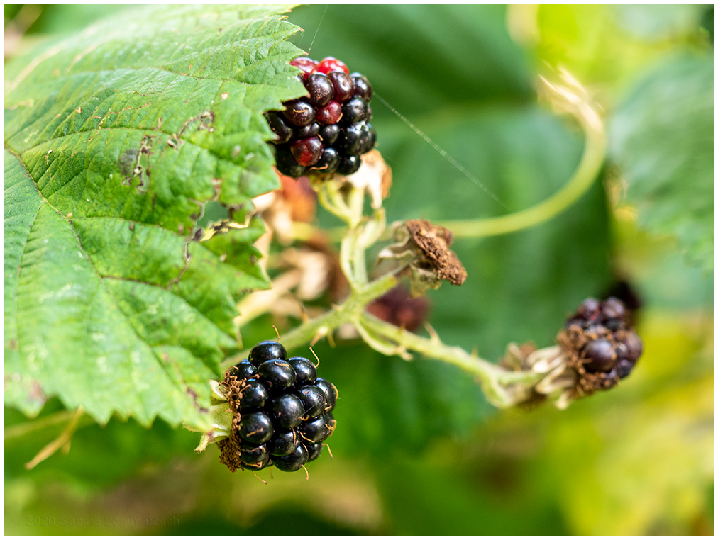 414 Letzte Brombeeren