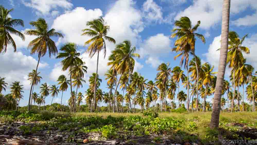 42 Saona Palmen 4