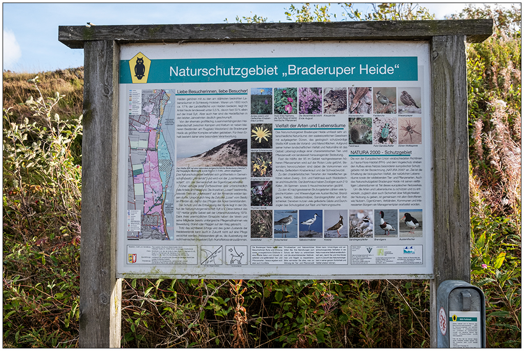 429 Sylt – Spaziergang in der Braderuper Heide IV