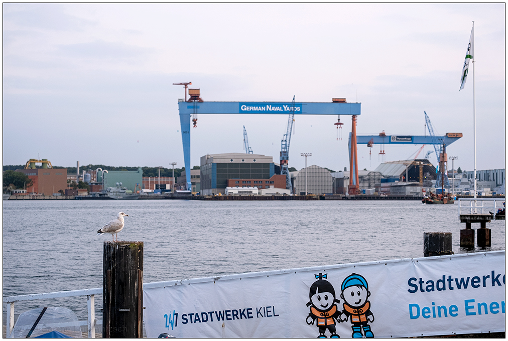 431 Kieler Förde mit Möwe