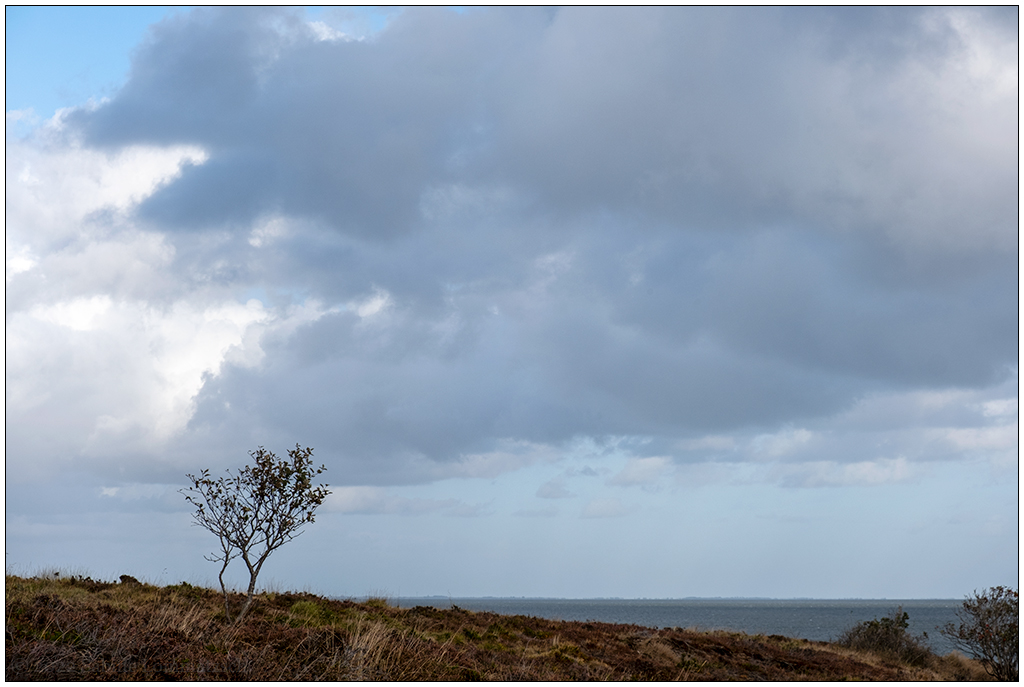 431 Sylt – Spaziergang in der Braderuper Heide VI