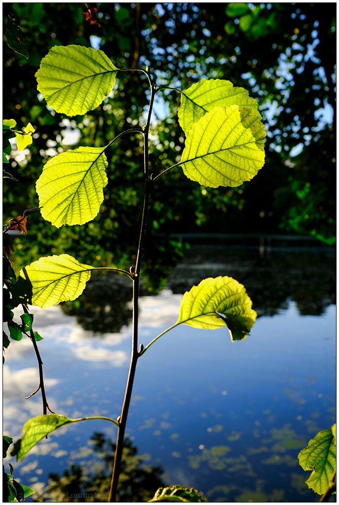 432 Herbstliche Stimmung im Schrevenpark I