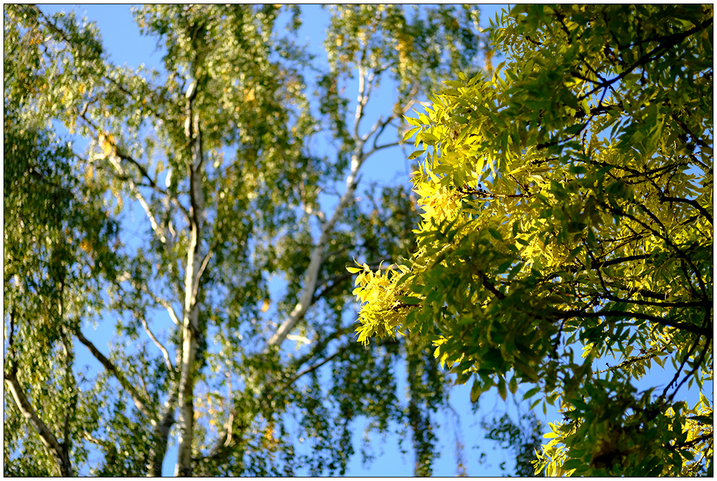 433 Herbstliche Stimmung im Schrevenpark V