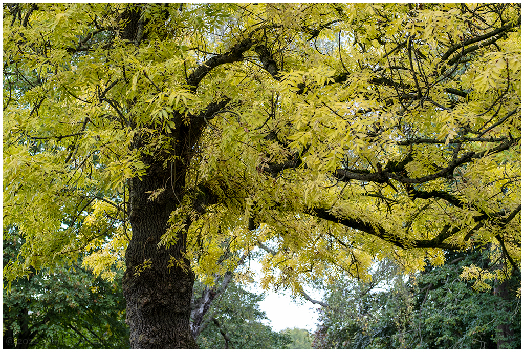 434 Herbstliche Stimmung im Schrevenpark VI