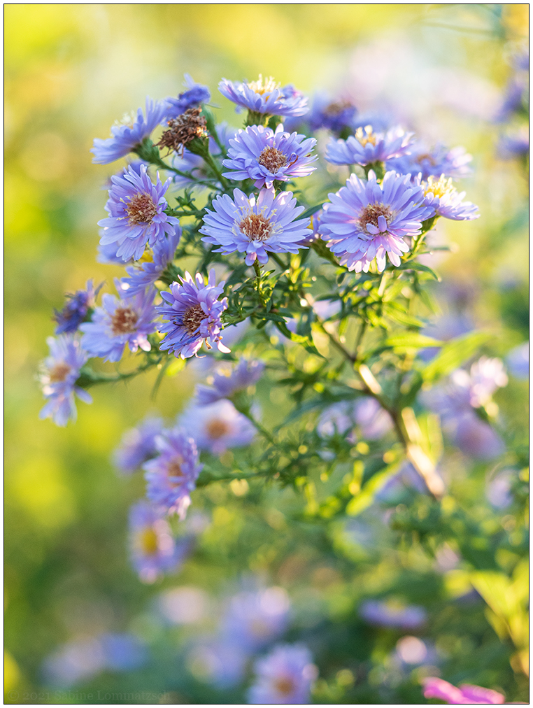 435 Bünte im Herbst – Aster