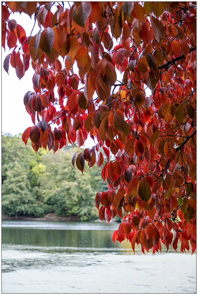 436 Herbstliche Stimmung im Schrevenpark III