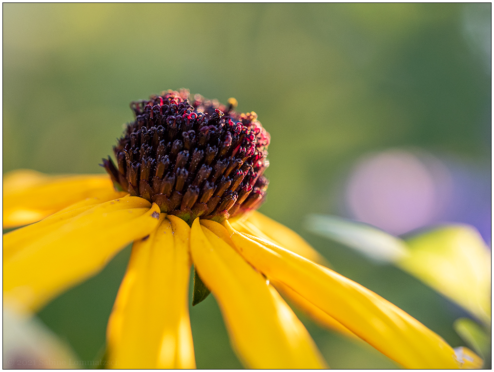 437 Bünte im Herbst – Sonnenhutblüte