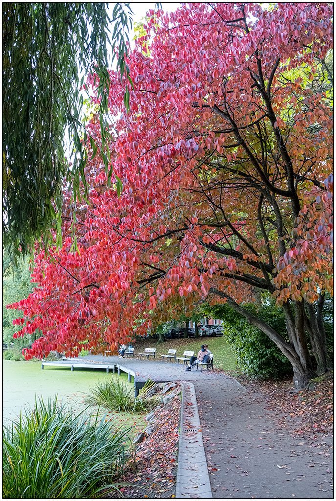 437 Herbstliche Stimmung im Schrevenpark IV