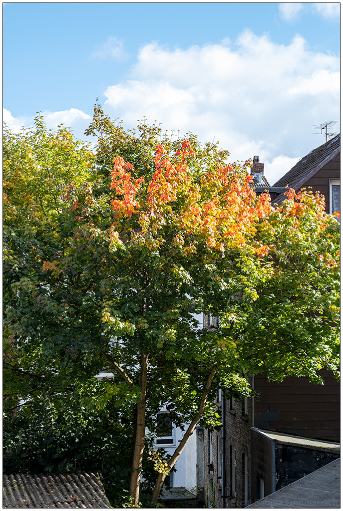 438 Herbstliche Stimmung im Hinterhof