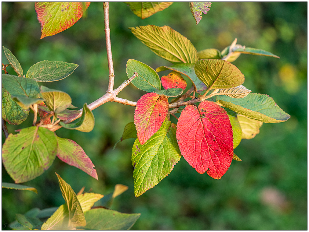 441 Herbst in der Bünte Anfang Oktober I
