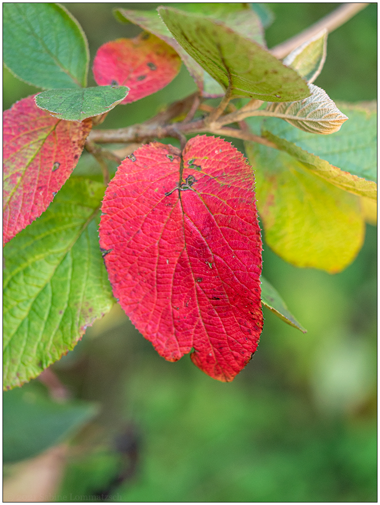 442 Herbst in der Bünte Anfang Oktober II