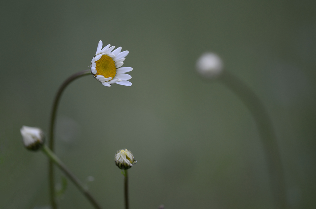 4471024margeriten