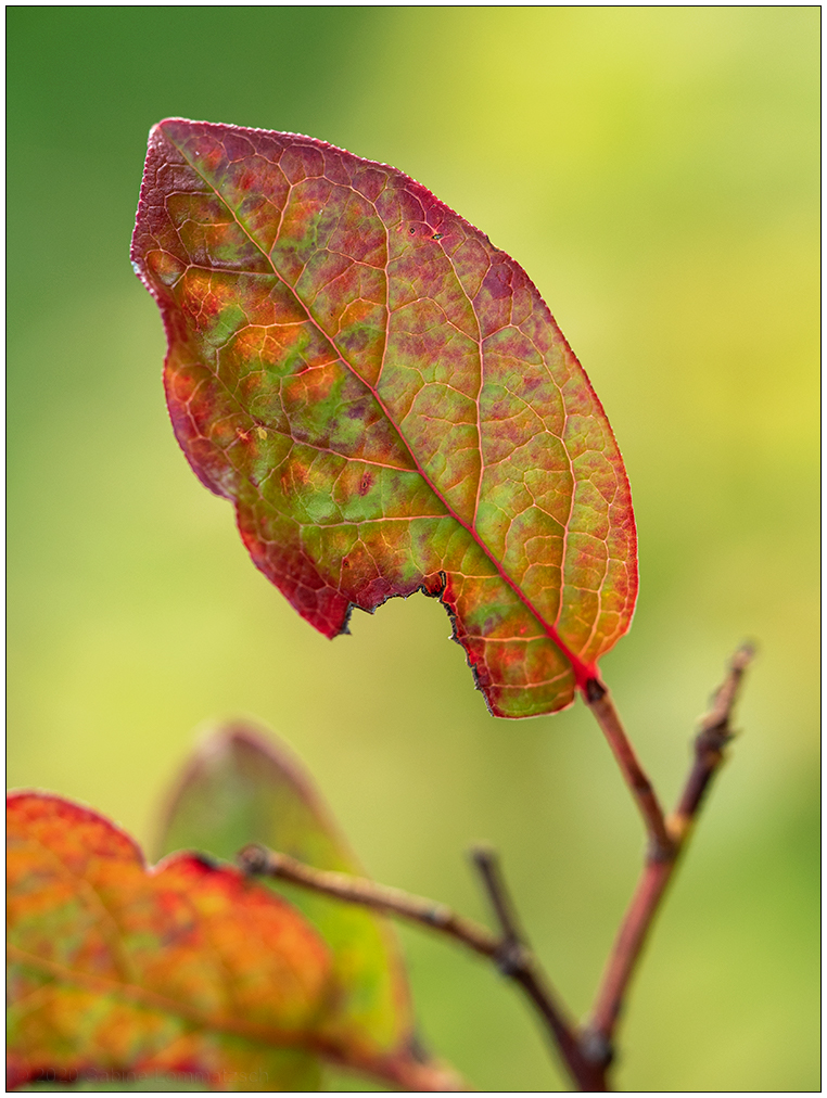 453 Blaubeerstrauch im Herbst