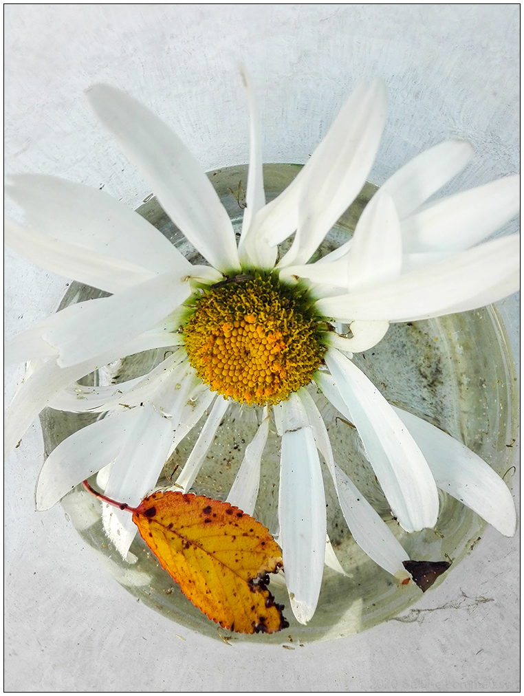 460 Margeritenblüte im Glas
