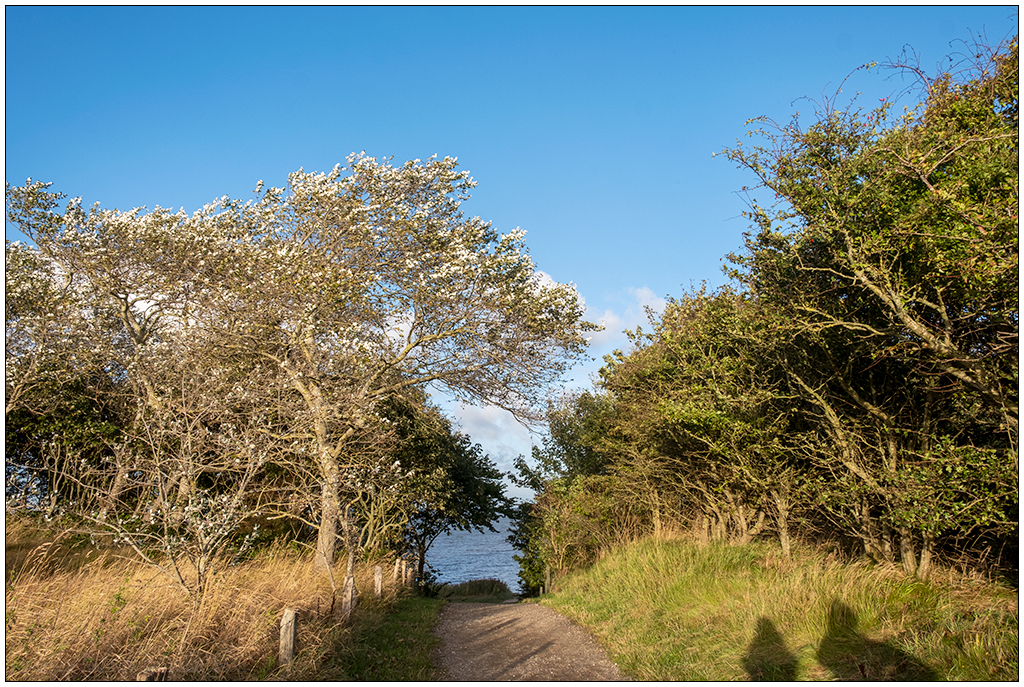 460 Sylt – Spaziergang ans Watt in Keitum