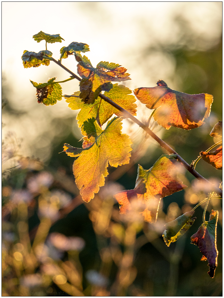 467 Herbst