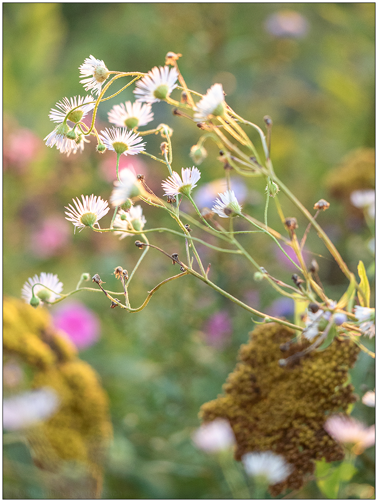 469 Herbstliches Blumenbeet
