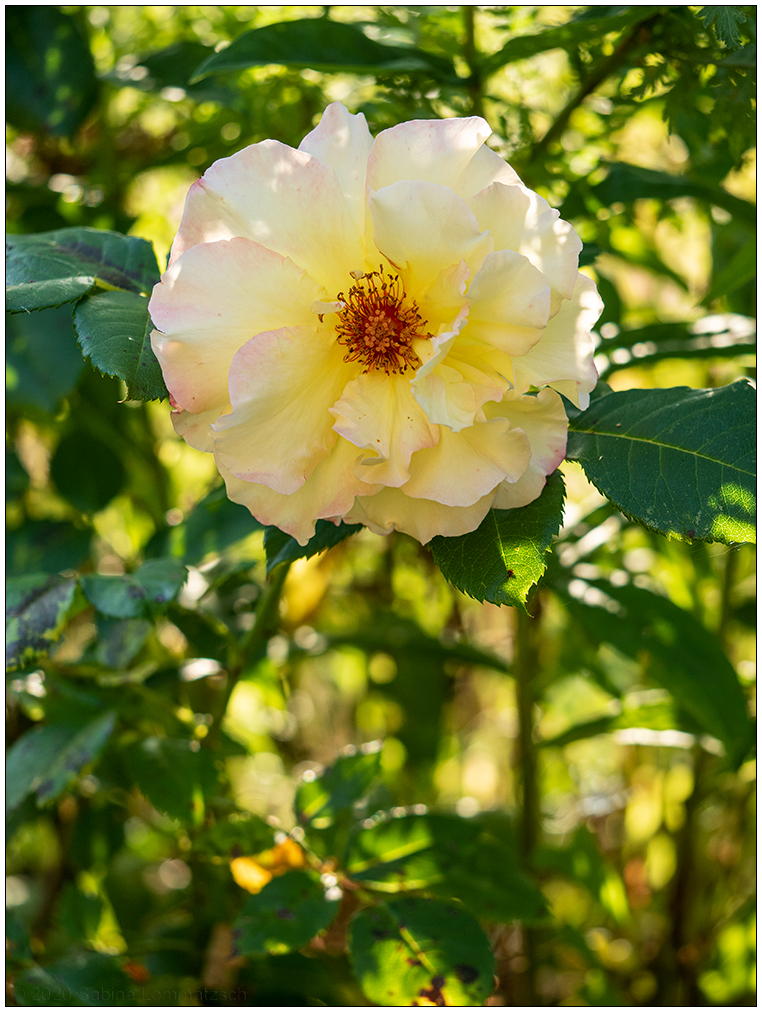 474 Rose Aquarell