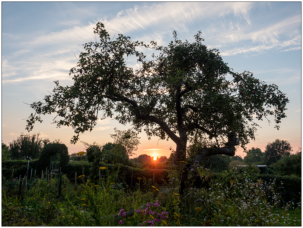 480 Sonnenuntergang hinterm Apfelbaum I