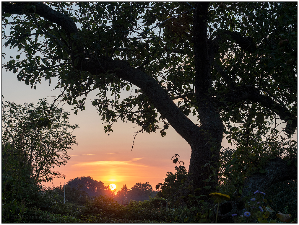481 Sonnenuntergang hinterm Apfelbaum II