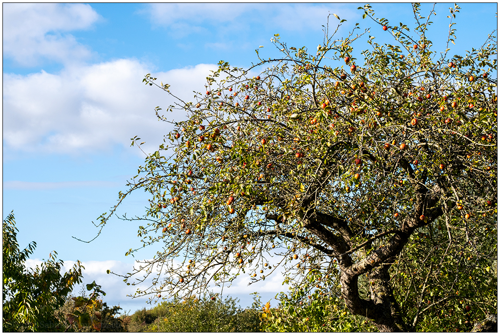 489 Schrebergarten – Apfelbaum