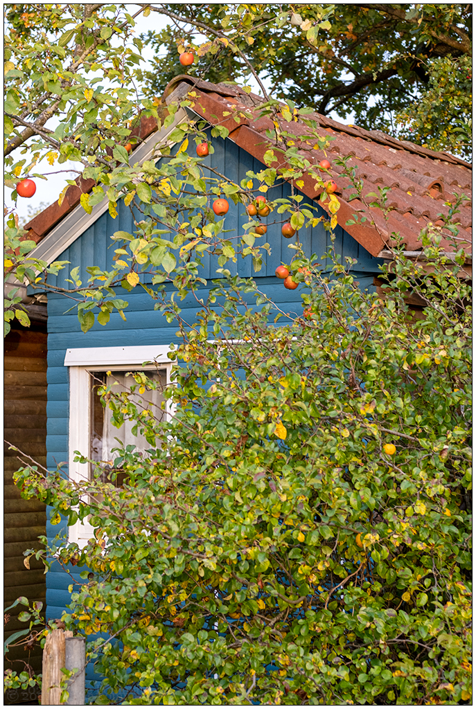 490 Schrebergarten – Apfelbaum mit Gartenhütte