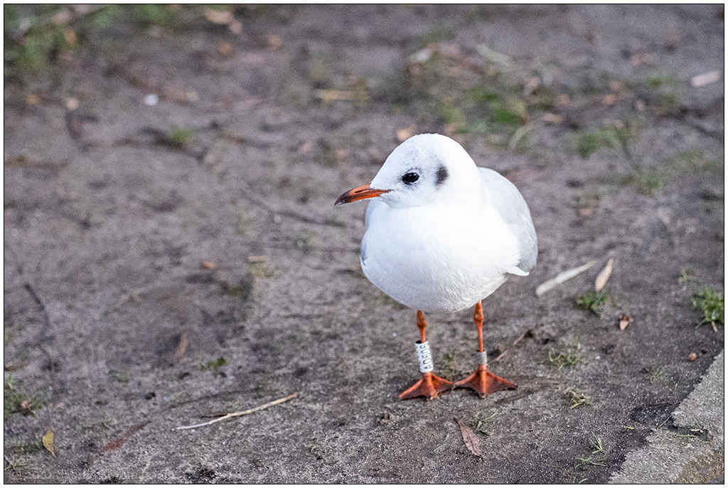 492 Möwe im Kieler Schrevenpark