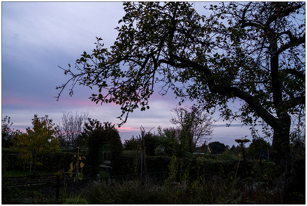 492 Schrebergarten – Apfelbaum mit Sonnenuntergang