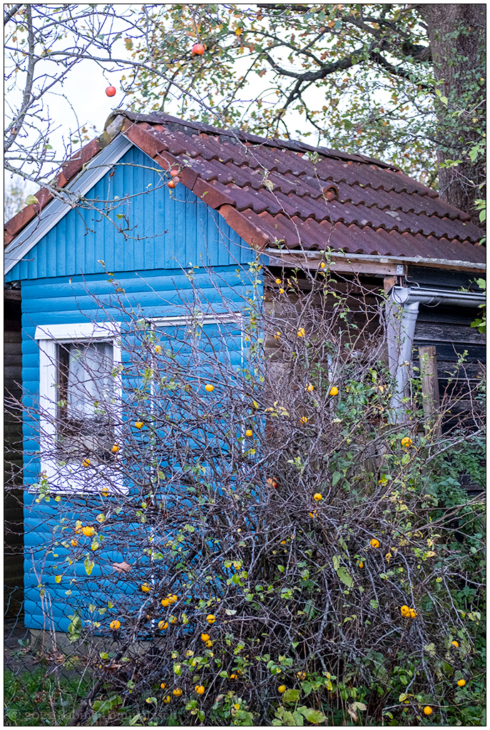 493 Schrebergarten – Zierquitte und blaue Hütte I