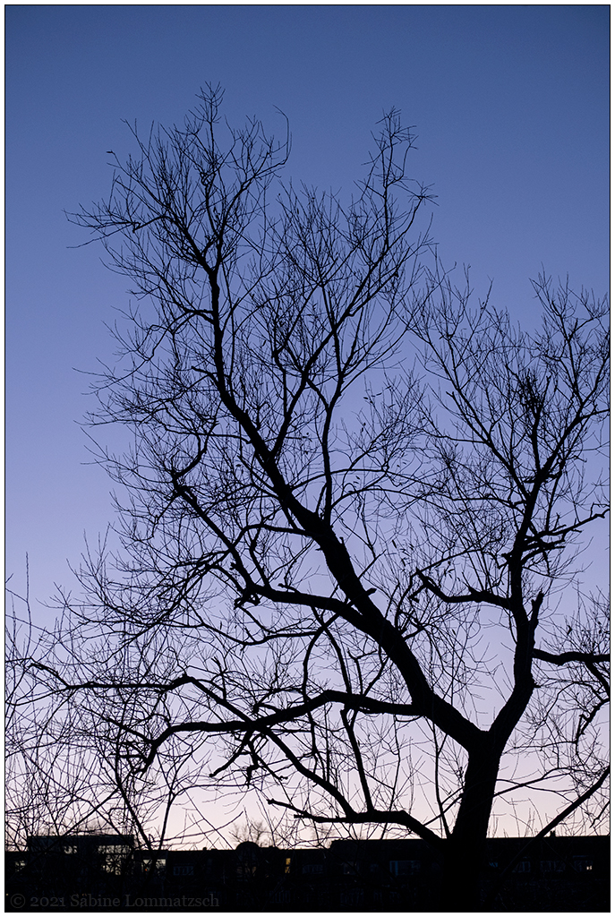 494 Winterbaum zum Sonnenuntergang