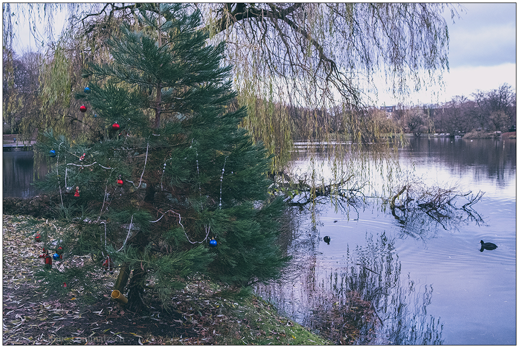 495 Weihnachtsbaum im Kieler Schrevenpark