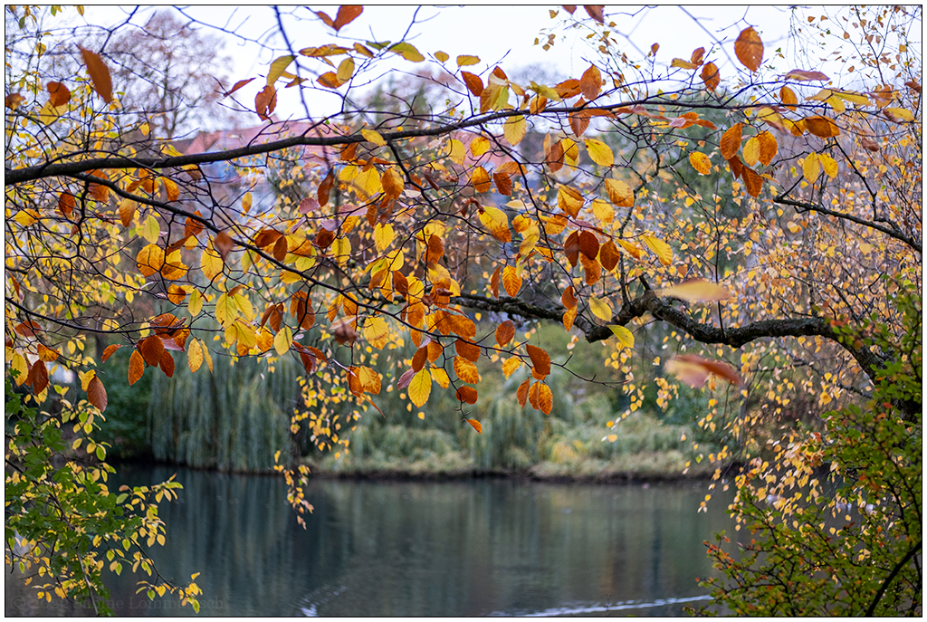 497 Herbst im Schrevenpark